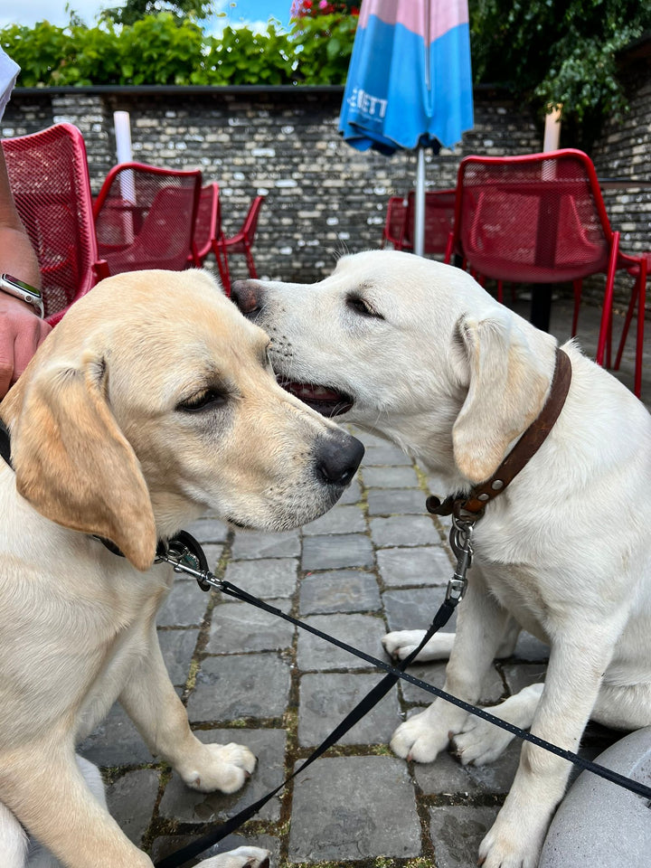 Boef, Labrador