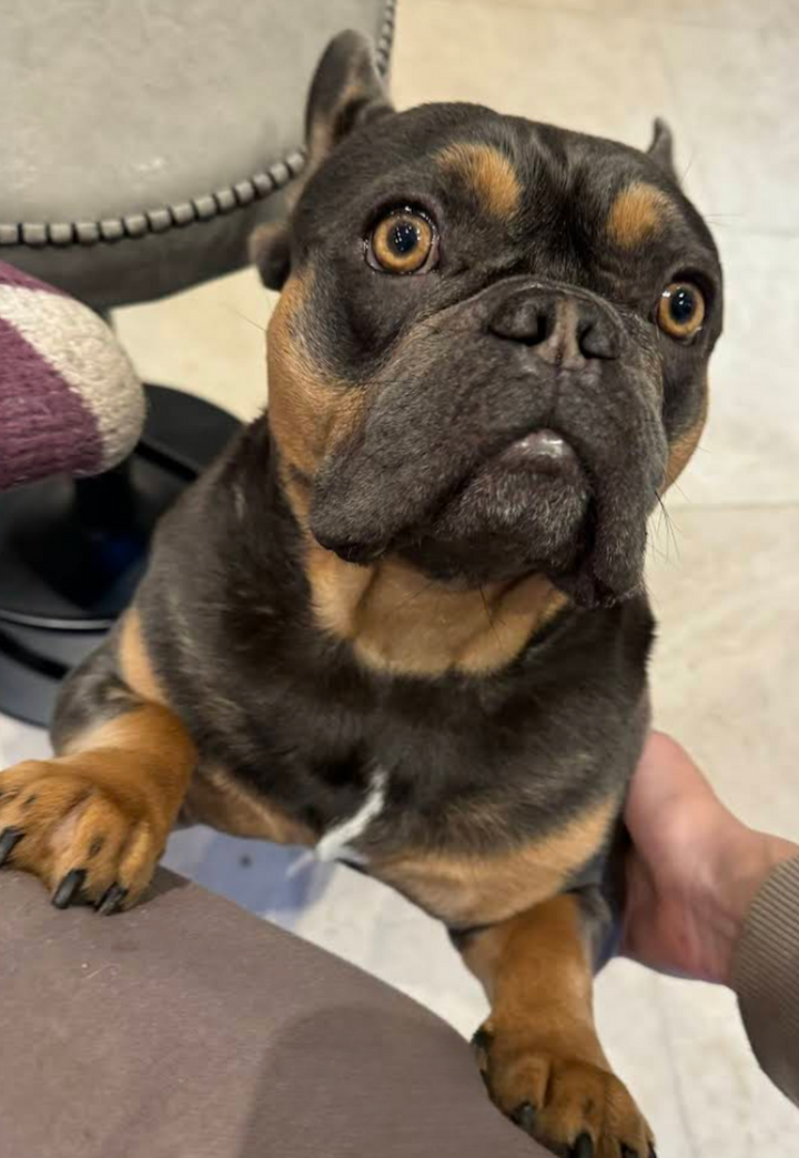 Teddy, Frenchie