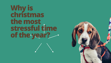 Complete Guide:  How to deal with pet stress during the holidays