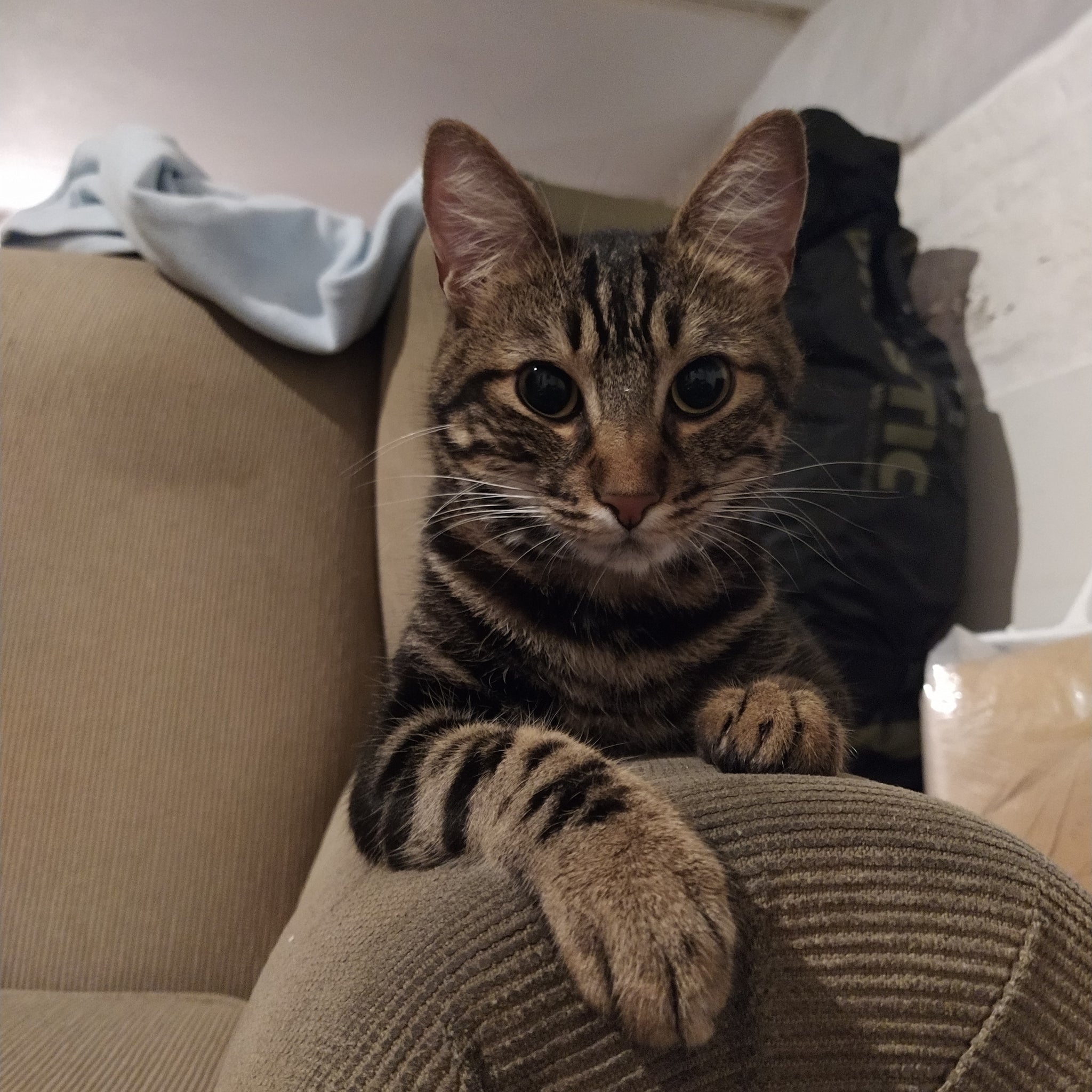 Picture of a grey cat standing up straight leaning and lurking over a chair