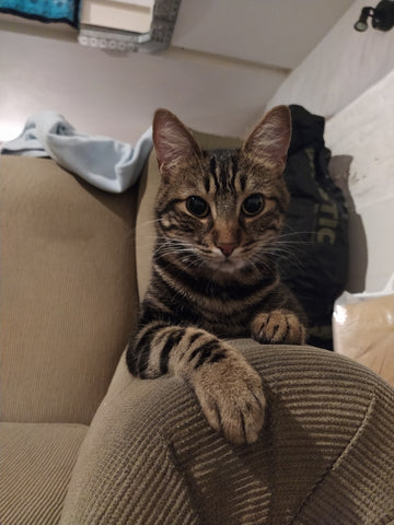 Picture of a grey cat standing up straight leaning and lurking over a chair