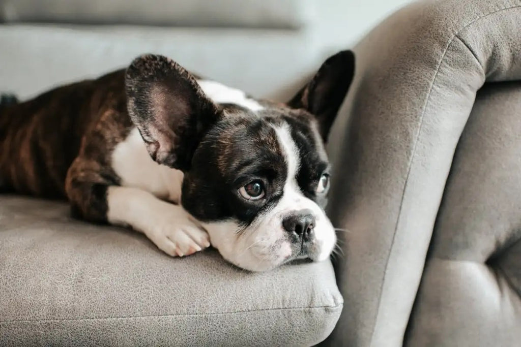 Epilepsy: Reduction in Seizure Frequency after CBD Administration in Dogs