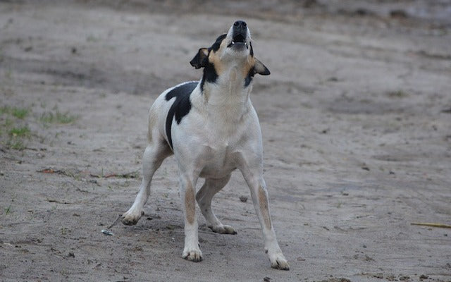 Anxiety: CBD May Reduce Aggressive Behaviour Towards Humans in Shelter Dogs