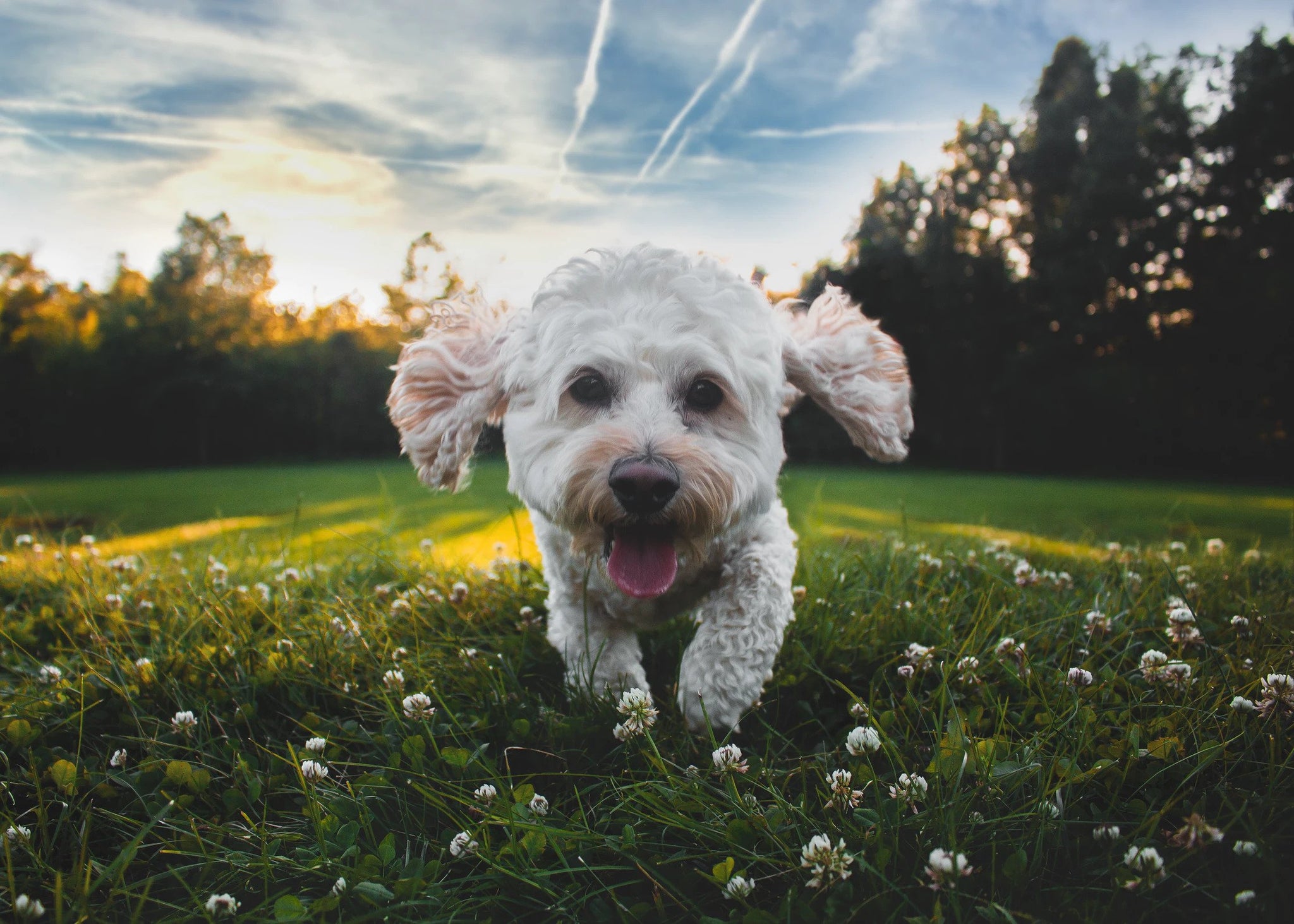 6 reasons to consider giving CBD to your dog (#3 is very common)