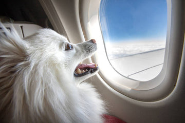 4 ways to relieve dog travel anxiety and make her trip more enjoyable