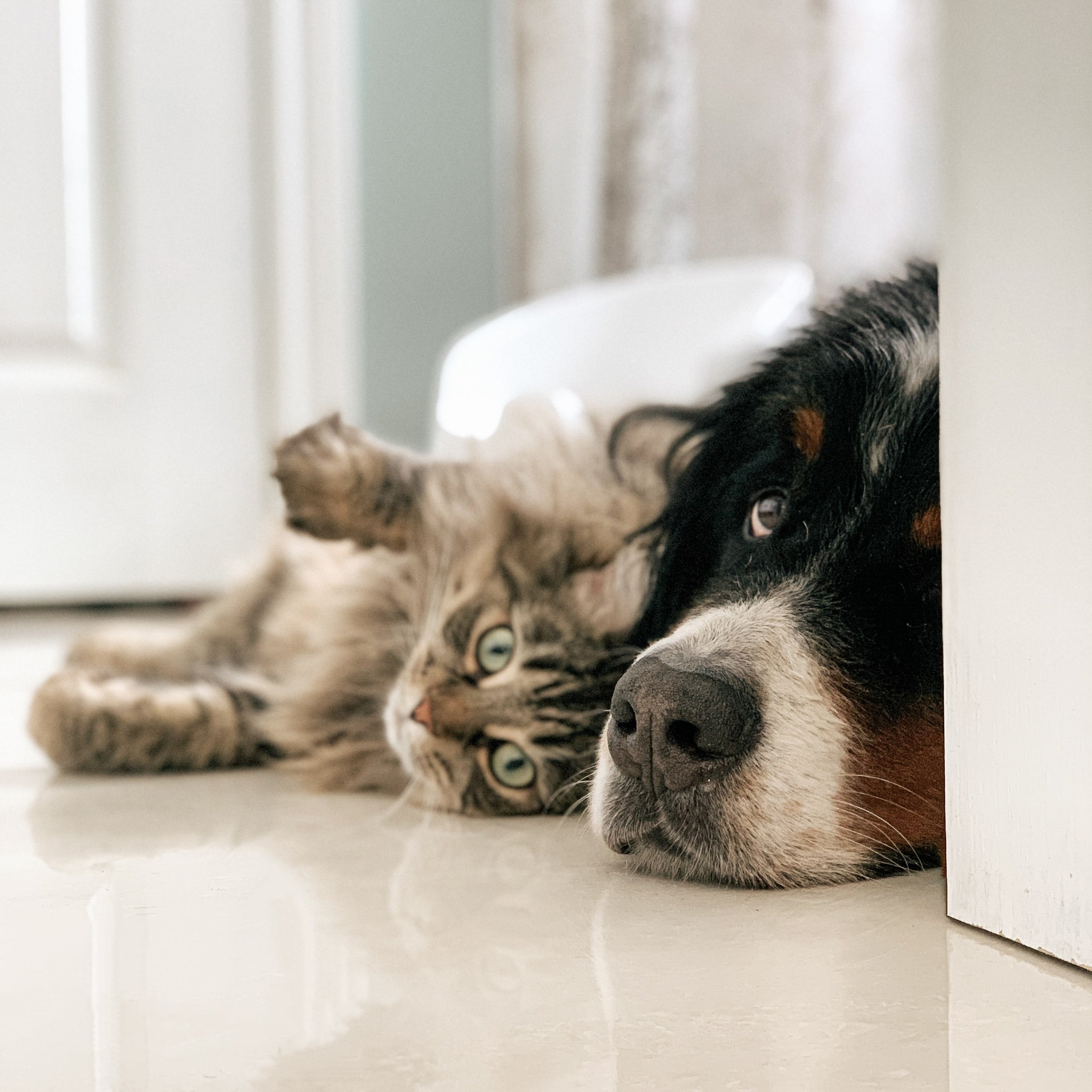 Did you know CBD can help your pet in all these ways?