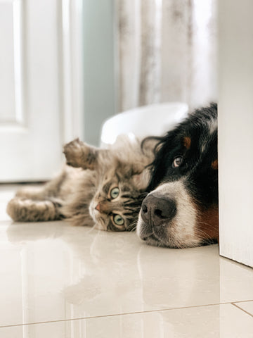 Did you know CBD can help your pet in all these ways?