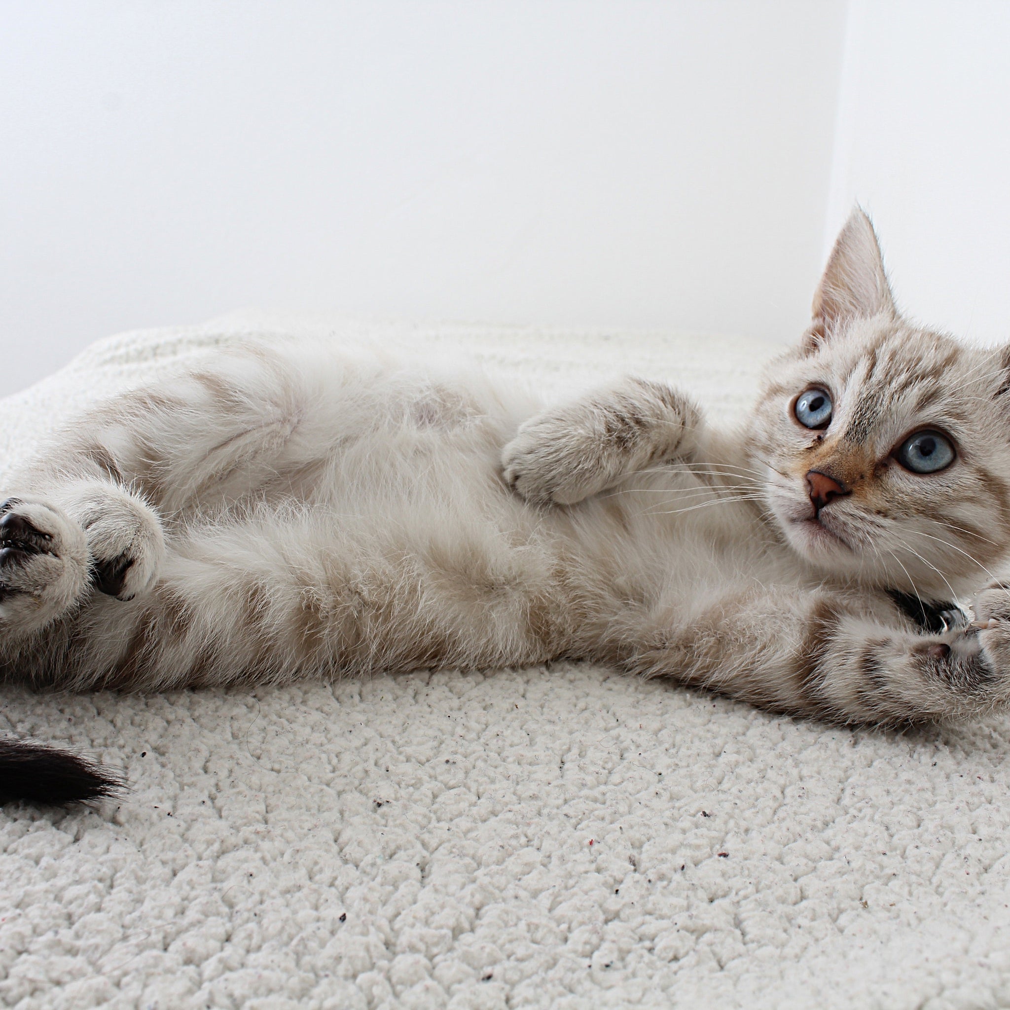 ansiedad en gatos, young light grey kitten with blue eyes laying on the ground staring at something