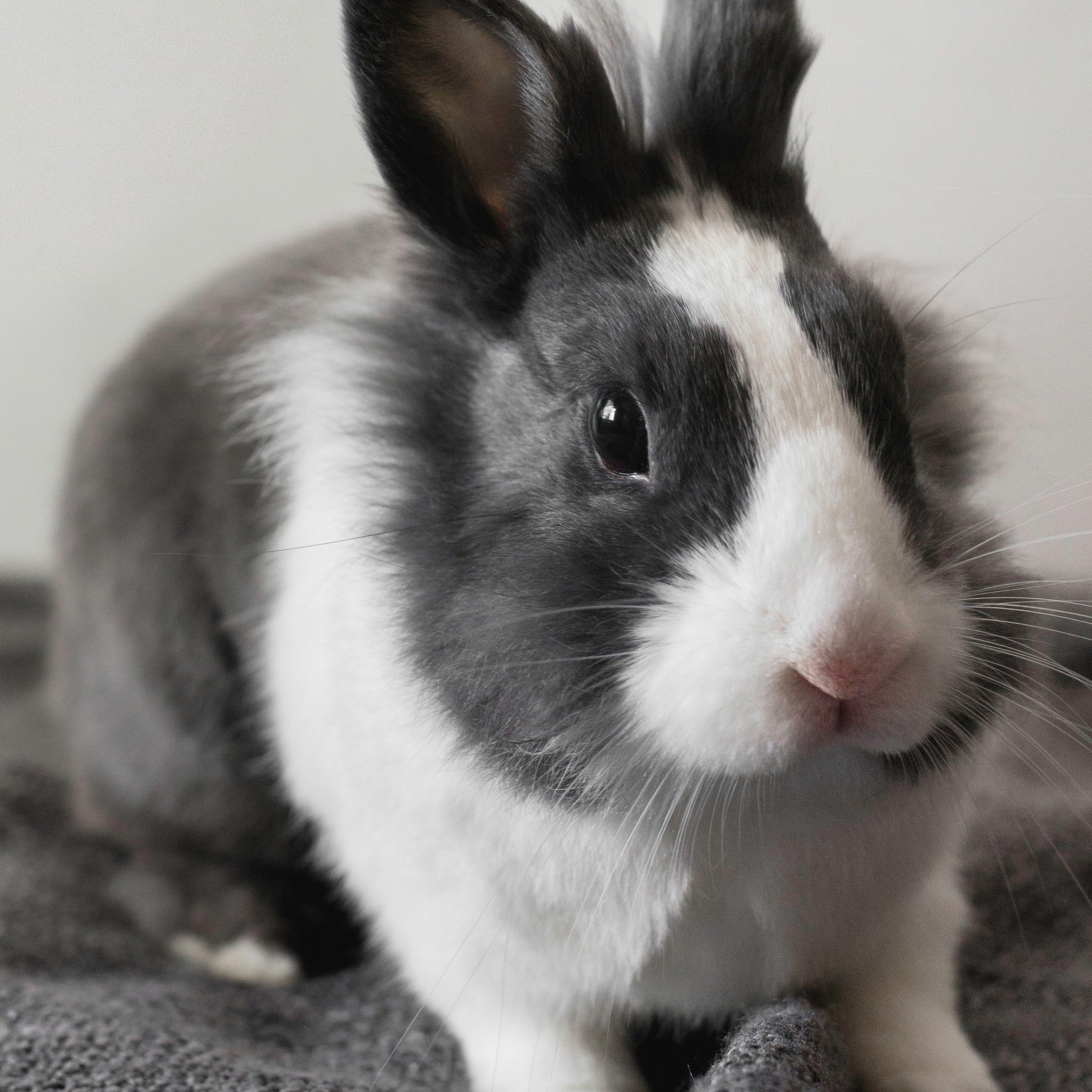 ansiedad en conejos, anxious grey-white rabbit looking out for threaths