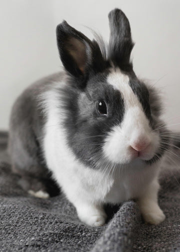 ansiedad en conejos, anxious grey-white rabbit looking out for threaths