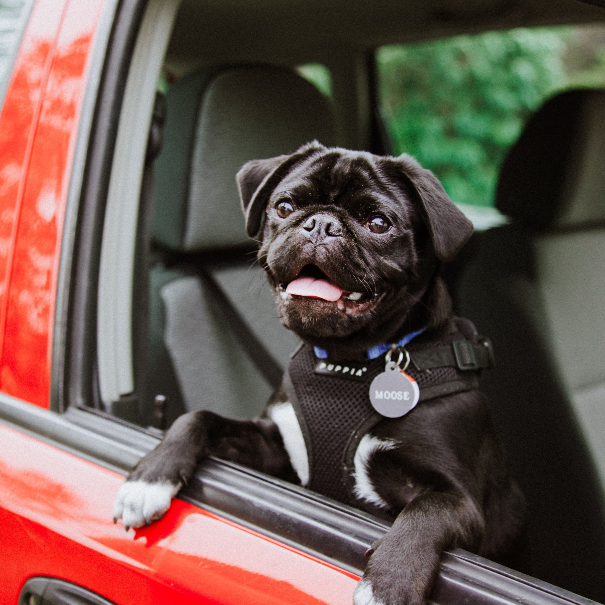 A single dose of cannabidiol (CBD) positively influences measures of stress in dogs during separation and car travel