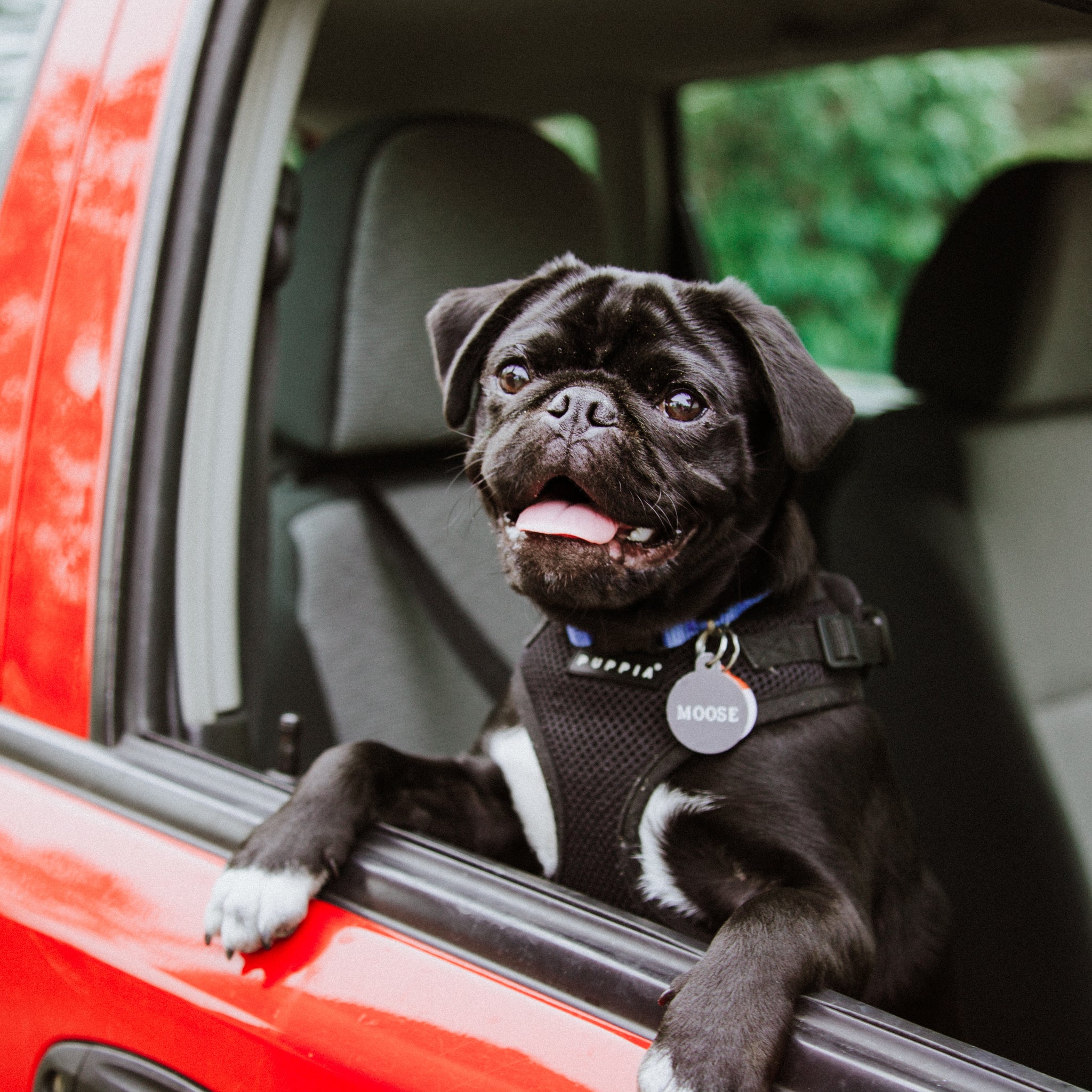 A single dose of cannabidiol (CBD) positively influences measures of stress in dogs during separation and car travel