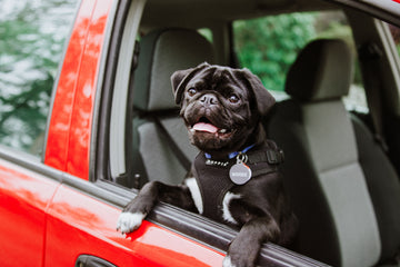 A single dose of cannabidiol (CBD) positively influences measures of stress in dogs during separation and car travel