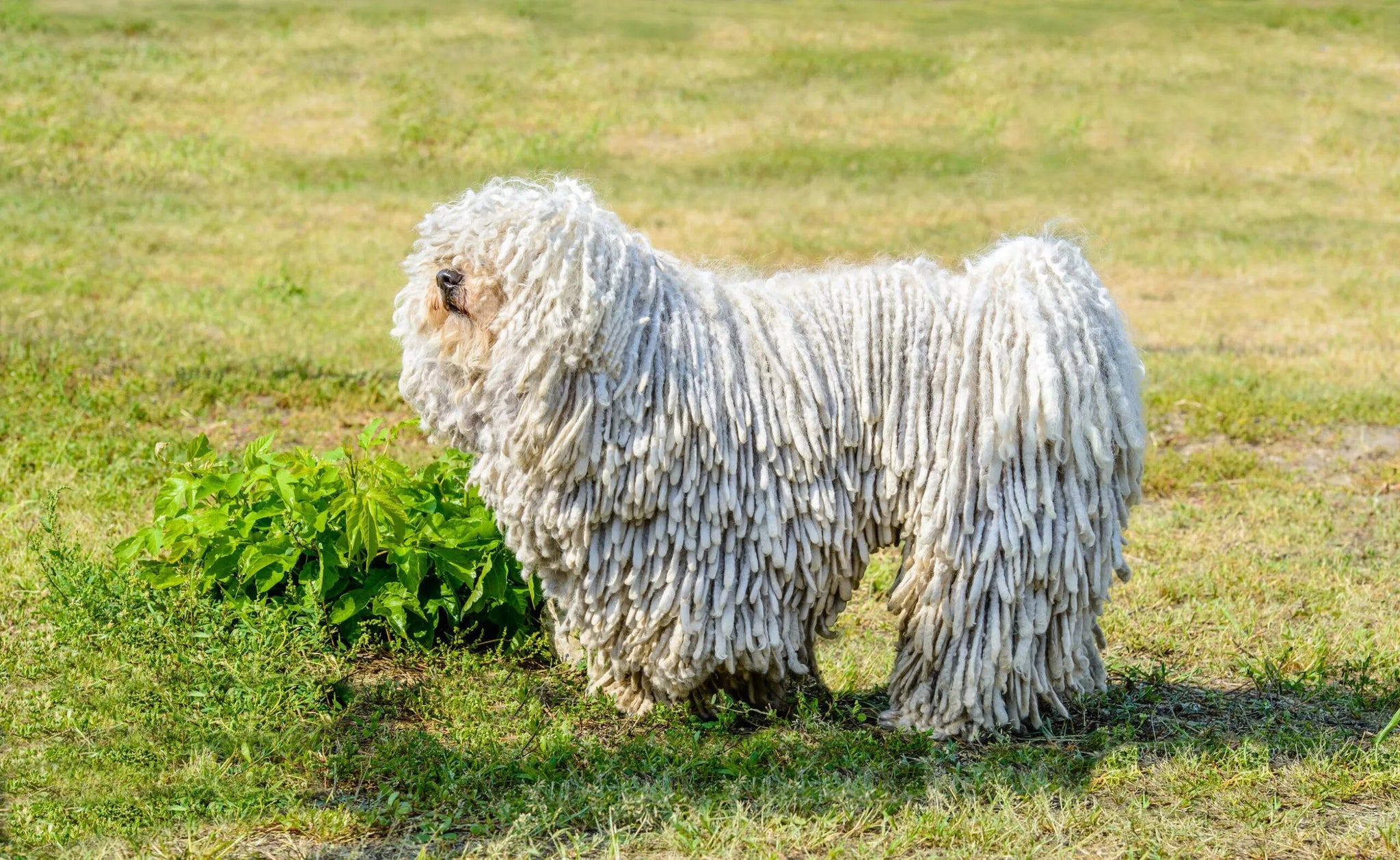 Grooming: Hair Regrowth after Treatment with Topical CBD