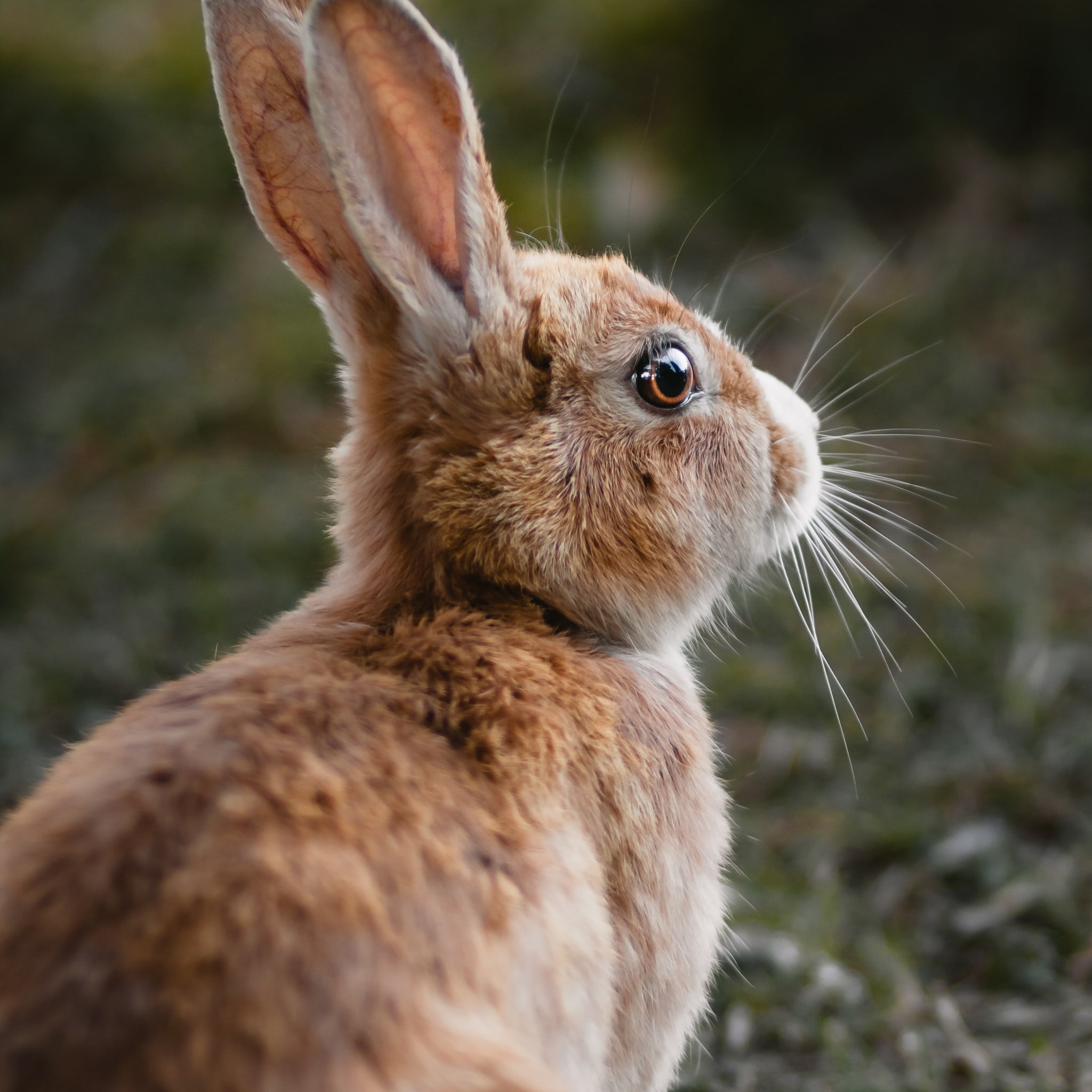como saber si mi conejo tiene artritis,a golden brown rabbit looking carefully at his environment sitting up straight