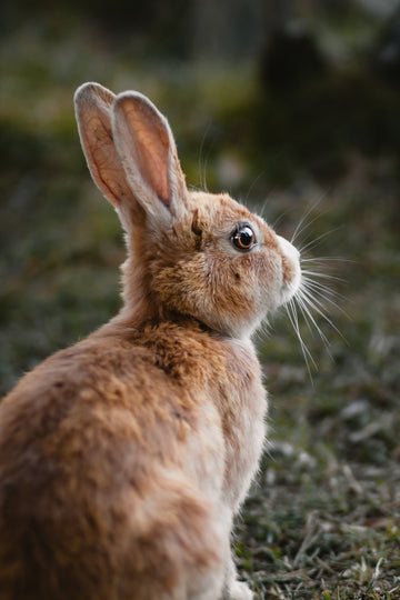como saber si mi conejo tiene artritis,a golden brown rabbit looking carefully at his environment sitting up straight