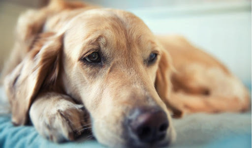 Epileptic seizures in dogs: Five guidelines for dealing with a seizure