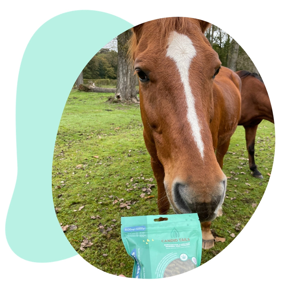 Hemp Pellets for Horses