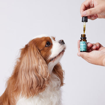 Aceite de cáñamo con 350 mg de CBD natural para perros pequeños