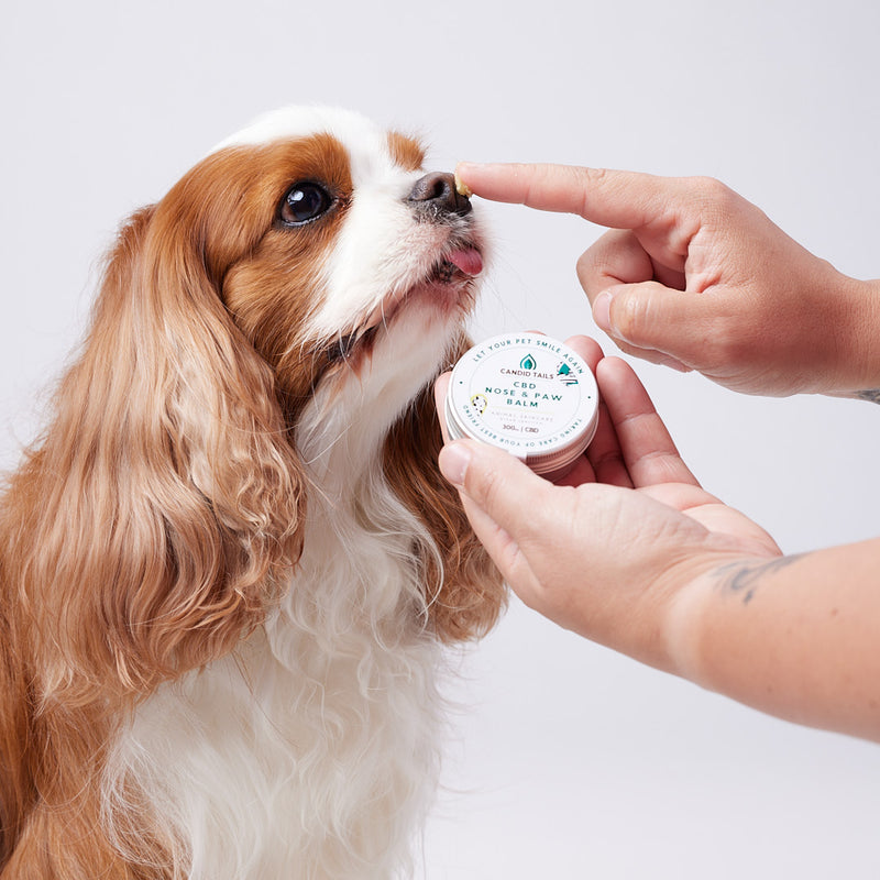 Protocol for dry & cracked noses and paws