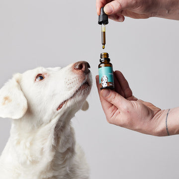 Aceite de cáñamo con 700 mg de CBD natural para perros medianos