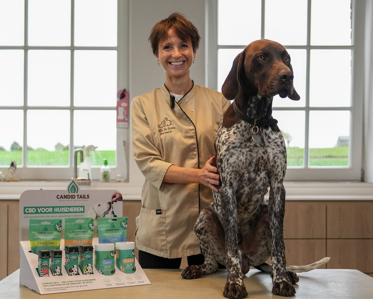 A smiling veterinarian standing next to a German Shorthaired Pointer on an examination table, with a display of Candid Tails pet health products in the foreground.