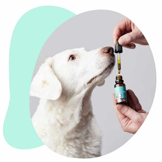 Petibdiols for dogs and cats Hemp derived CBD oils for pets