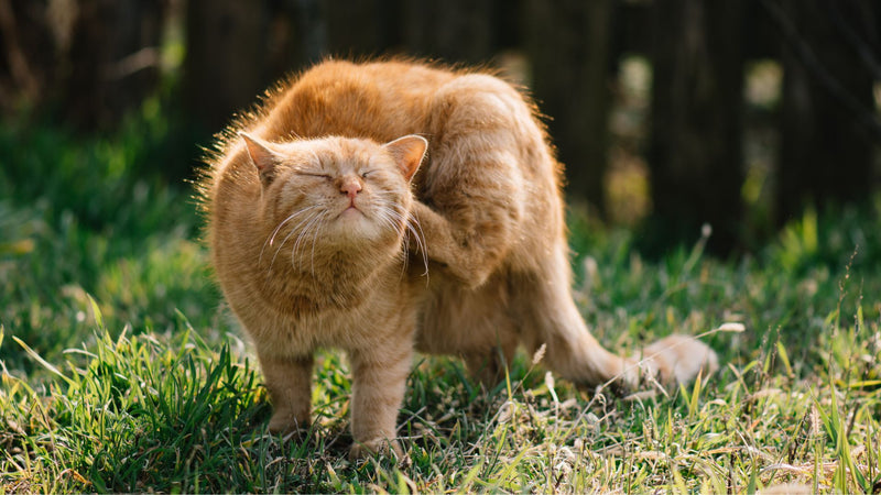 Cats Acute itching Protocol