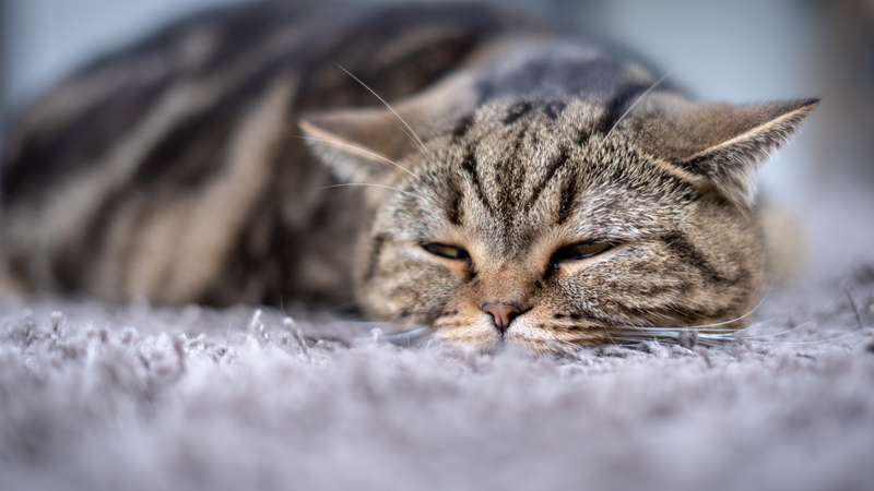 Protocol for Acute Discomfort in Cats