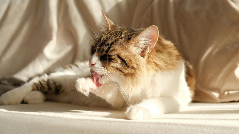 Cats Maintenance itching Protocol