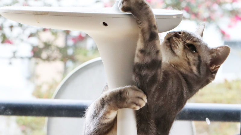 Preventive joint care for cats