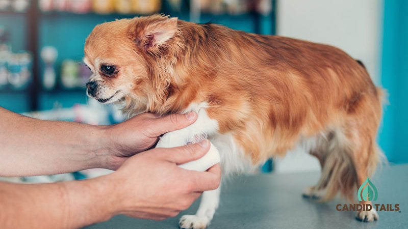 Protocol for Acute Discomfort in dogs