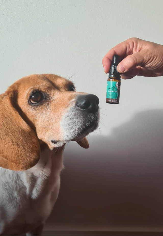 Rufus, Beagle