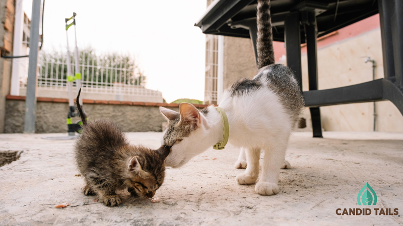 Protocol for introducing a new 2nd cat to the house