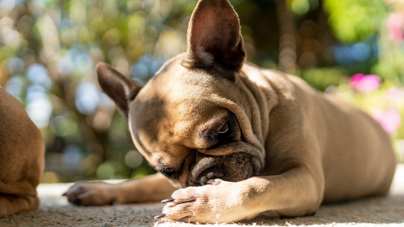 Maintenance Itching Protocol Dog