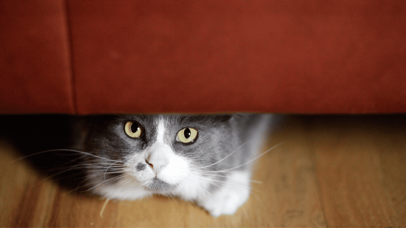 Protocol for Noise Sensitvity in Cats