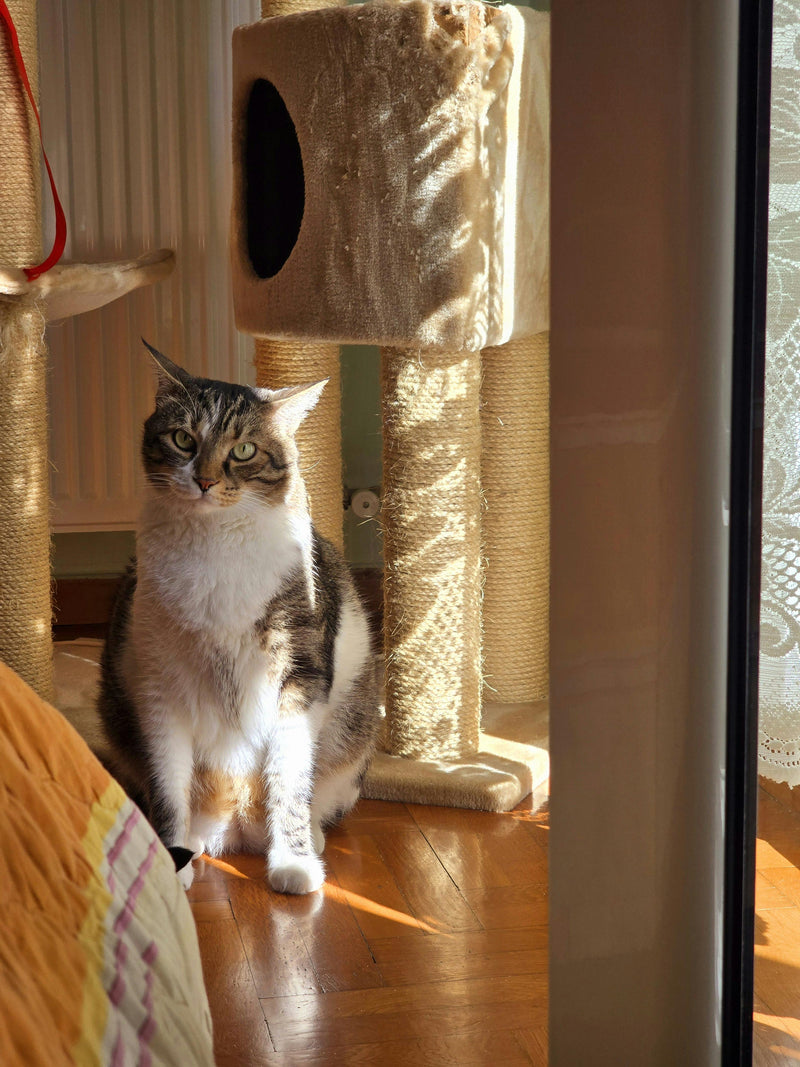Helping your cat feel safe at home Protocol