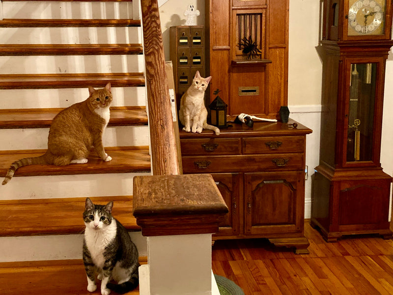 Multi Cat Household Protocol