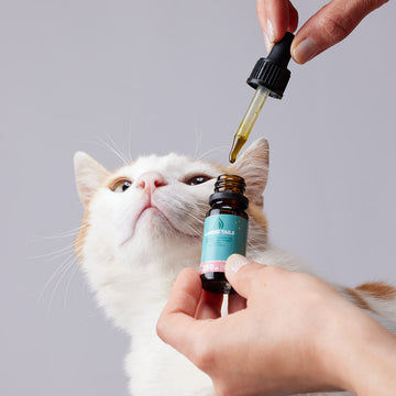 Zalmolie en hennepolie met 250 mg natuurlijk voorkomende CBD voor katten