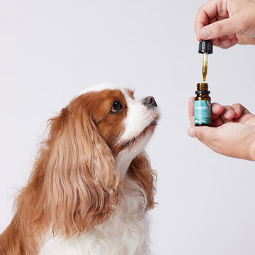 Hemp Oil With 350mg Naturally Occuring CBD  For Small Dogs