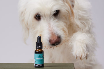 Hennepolie met 1000 mg natuurlijk voorkomende CBD voor grote honden