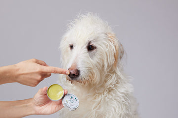 CBD Balm for Pets